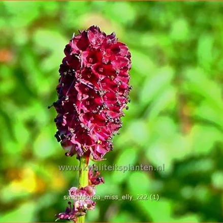 Sanguisorba 'Miss Elly'