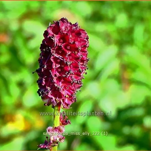 Sanguisorba 'Miss Elly'