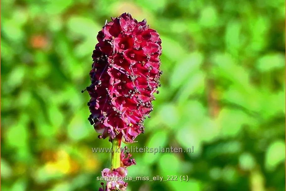Sanguisorba 'Miss Elly'
