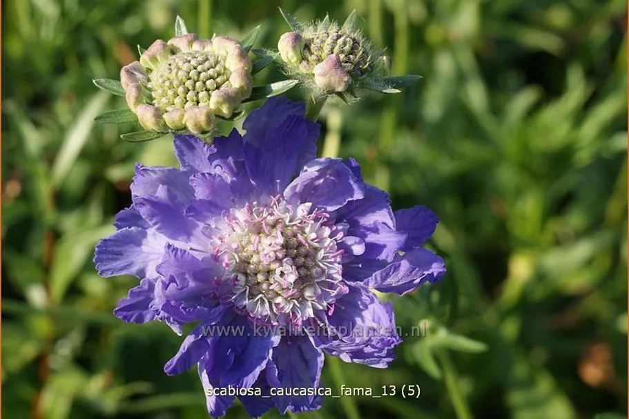 Scabiosa caucasica 'Fama'