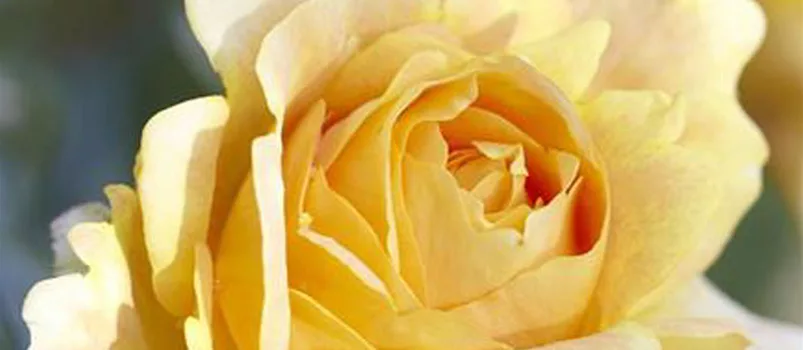 Stark duftende Rose 'Candlelight' mit gelben Blüten