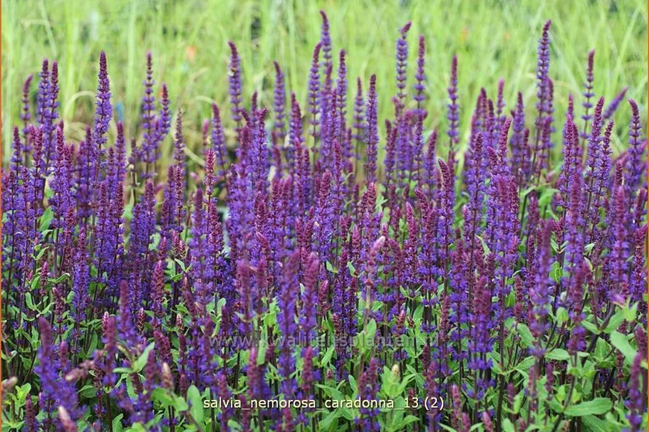 Salvia nemorosa 'Caradonna'