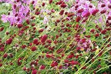 Sanguisorba 'Miss Elly'