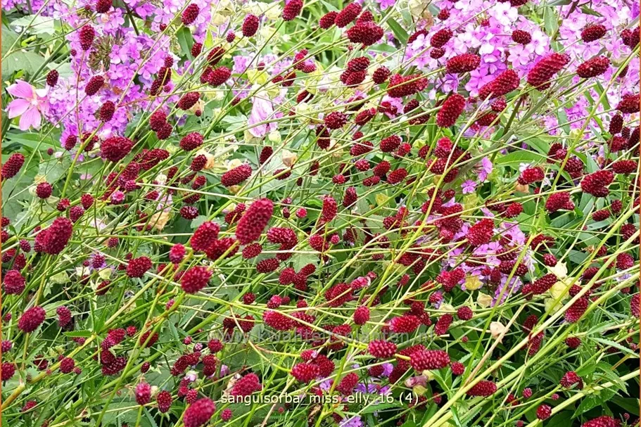 Sanguisorba 'Miss Elly'