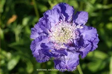 Scabiosa caucasica 'Fama'