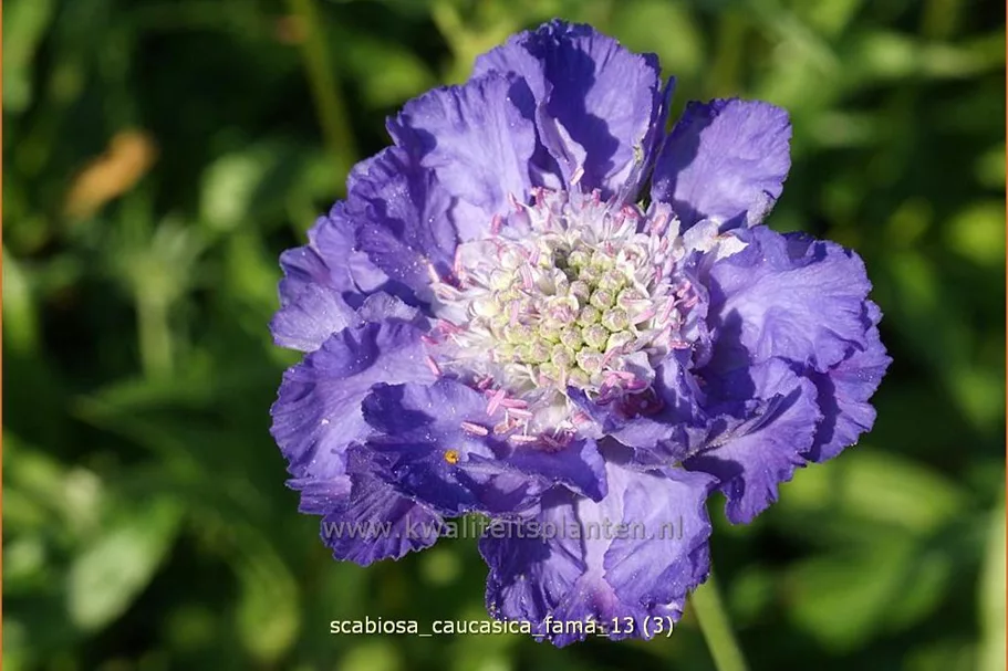 Scabiosa caucasica 'Fama'