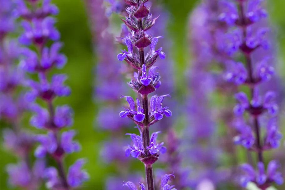 Salvia nemorosa 'Caradonna'
