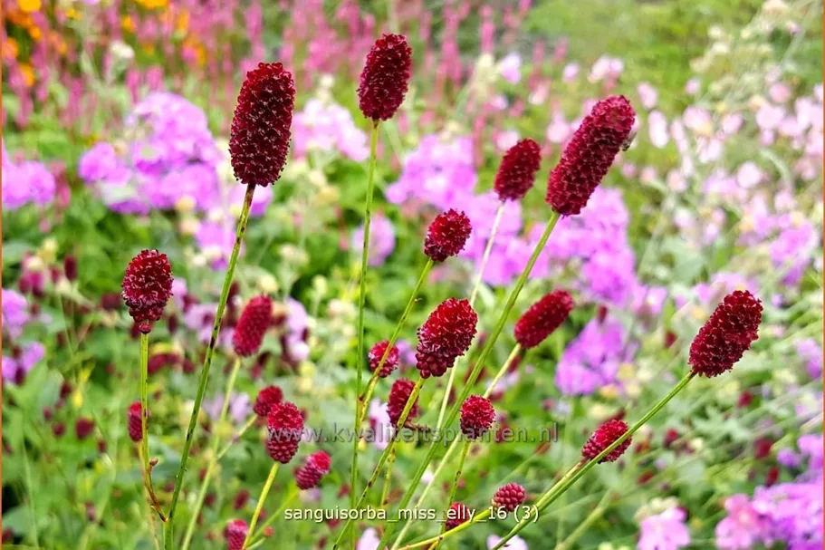 Sanguisorba 'Miss Elly'