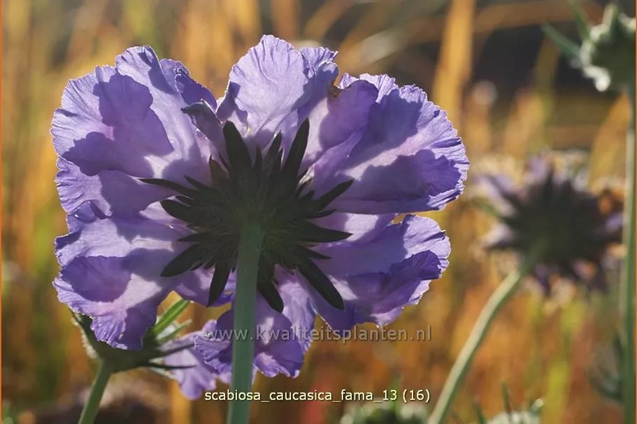 Scabiosa caucasica 'Fama'