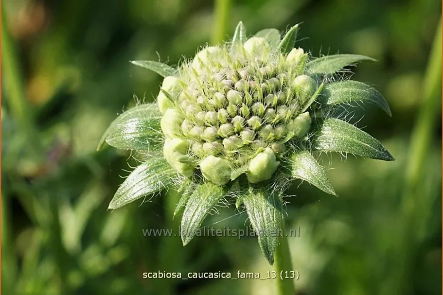 Scabiosa caucasica 'Fama'