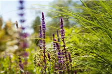 Salvia nemorosa 'Caradonna'