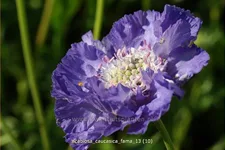 Scabiosa caucasica 'Fama'