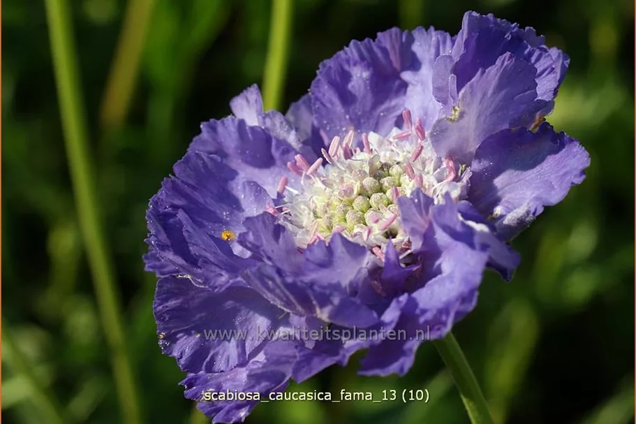 Scabiosa caucasica 'Fama'