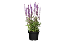 Salvia nemorosa 'Caradonna'