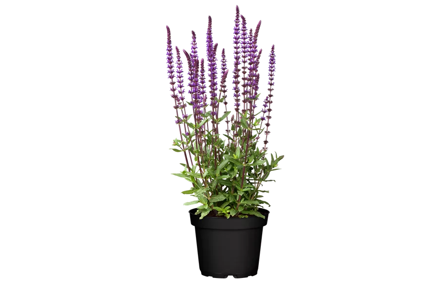 Salvia nemorosa 'Caradonna'