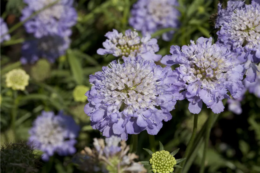 Scabiosa caucasica 'Fama'