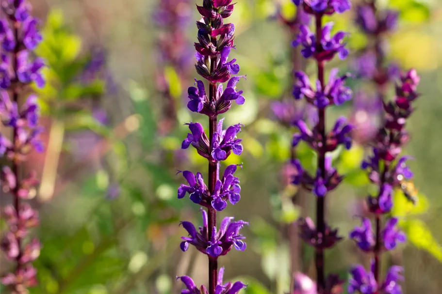 Salvia nemorosa 'Caradonna'