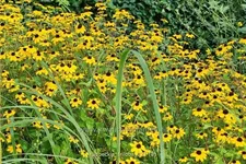 Rudbeckia triloba