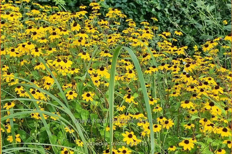 Rudbeckia triloba