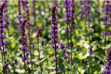 Salvia nemorosa 'Caradonna'
