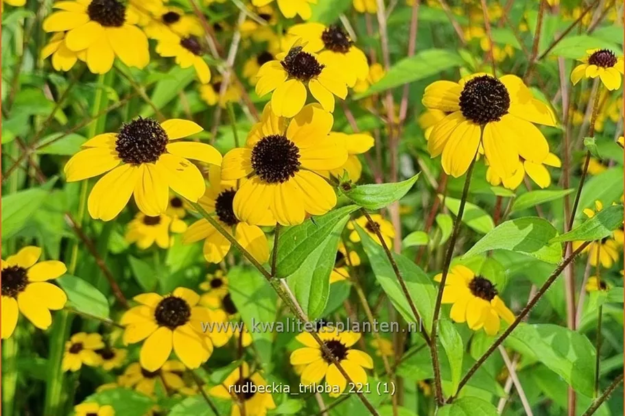 Rudbeckia triloba