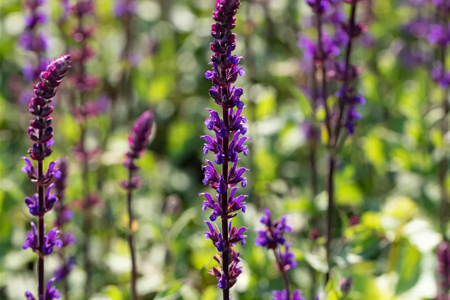 Salvia nemorosa 'Caradonna'