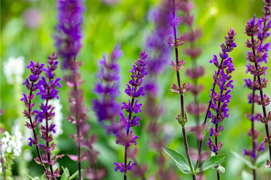 Salvia nemorosa 'Caradonna'