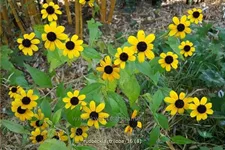 Rudbeckia triloba