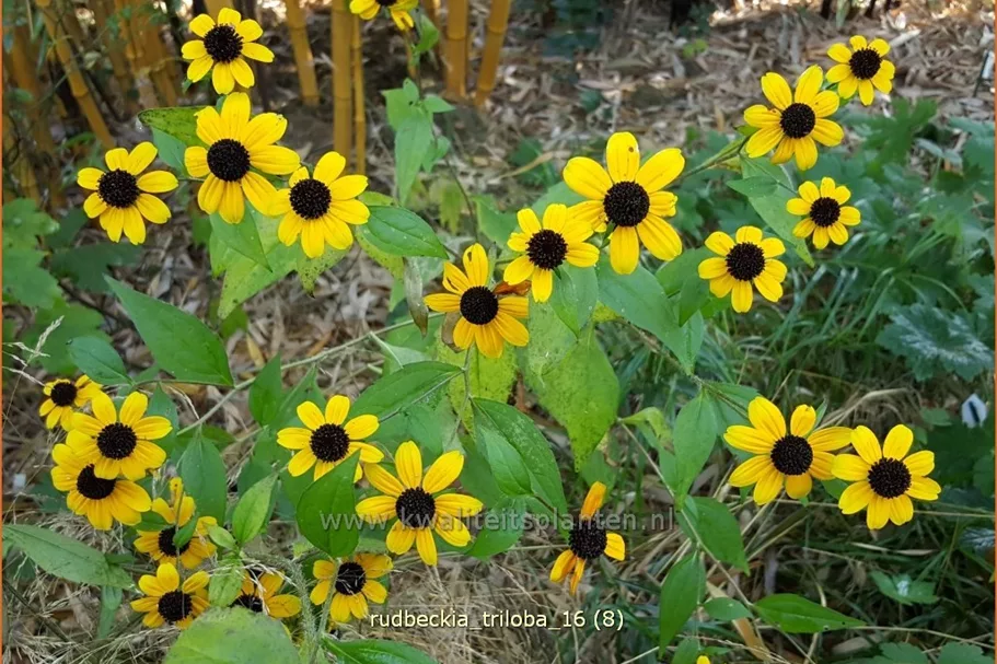 Rudbeckia triloba