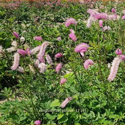 Sanguisorba obtusa