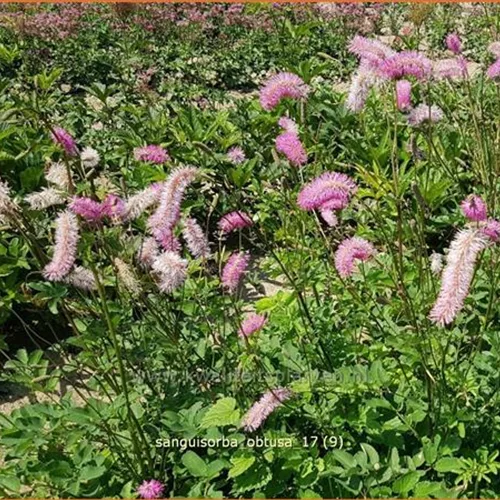 Sanguisorba obtusa