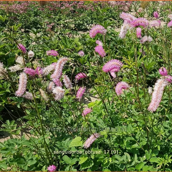 Sanguisorba obtusa