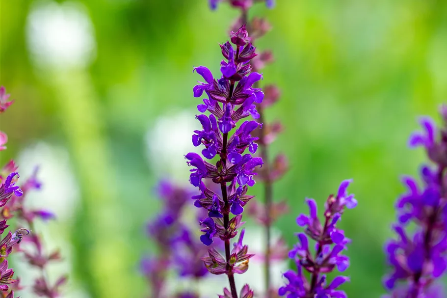 Salvia nemorosa 'Caradonna'