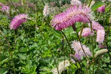 Sanguisorba obtusa