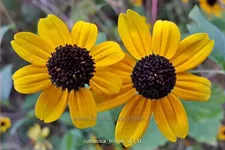 Rudbeckia triloba