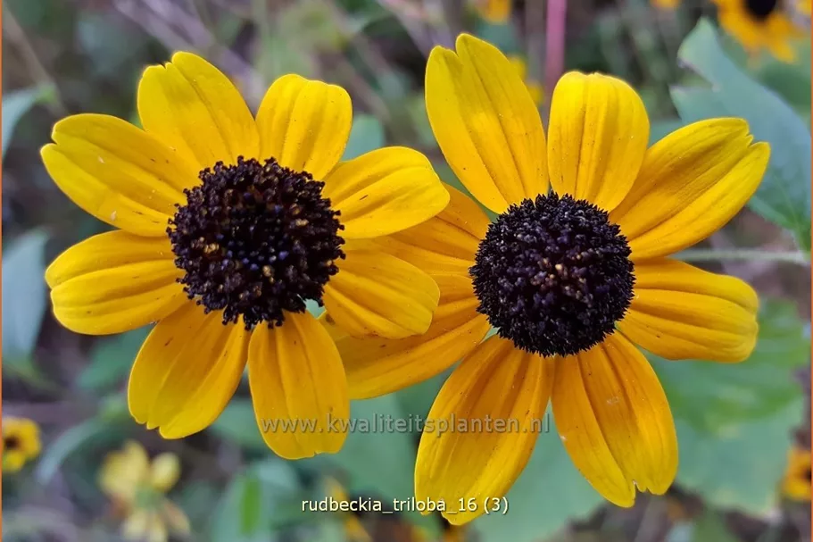 Rudbeckia triloba