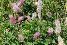 Sanguisorba obtusa