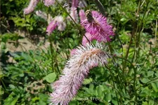 Sanguisorba obtusa