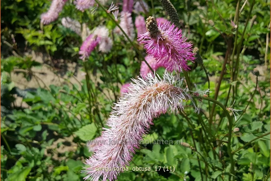 Sanguisorba obtusa