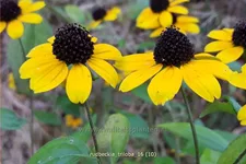 Rudbeckia triloba