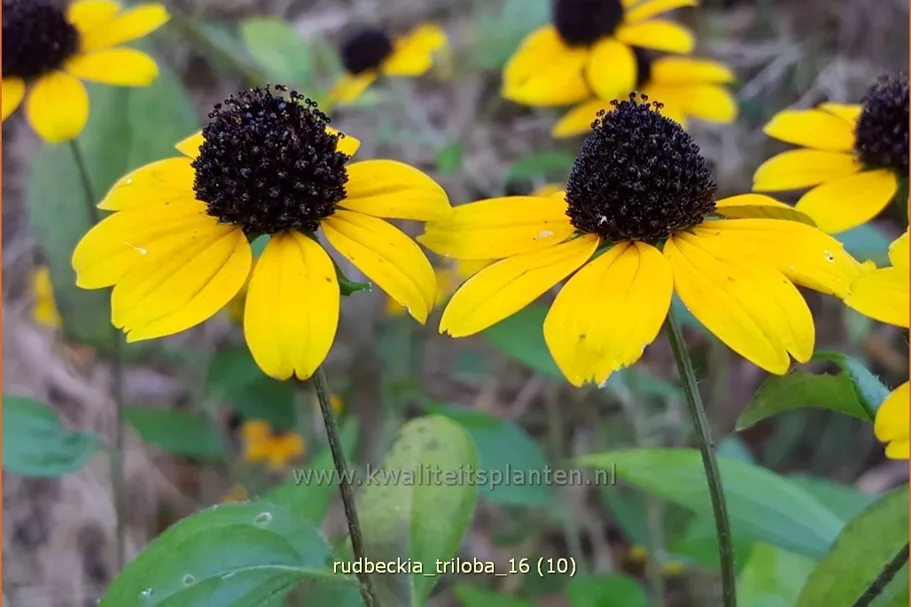 Rudbeckia triloba