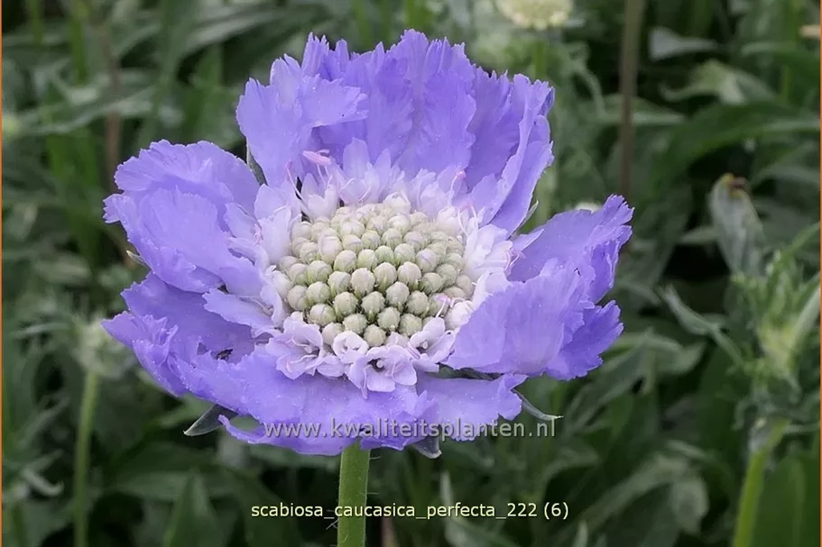 Scabiosa caucasica 'Perfecta'