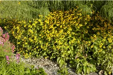 Rudbeckia triloba