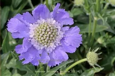 Scabiosa caucasica 'Perfecta'