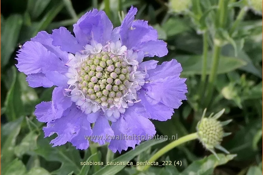 Scabiosa caucasica 'Perfecta'