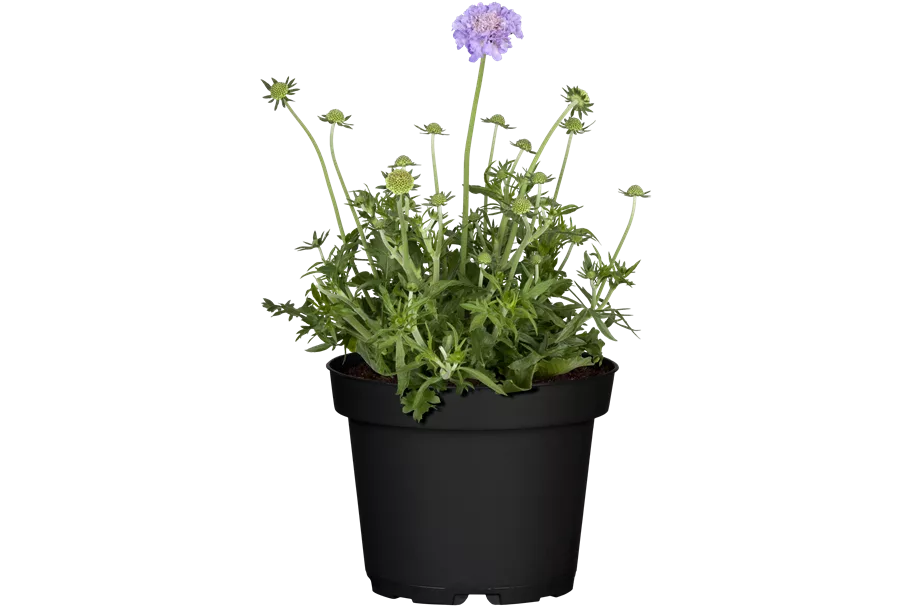 Scabiosa caucasica 'Perfecta'