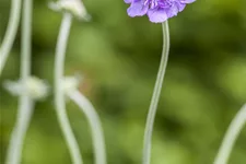 Scabiosa caucasica 'Perfecta'