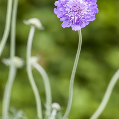 Scabiosa caucasica 'Perfecta'