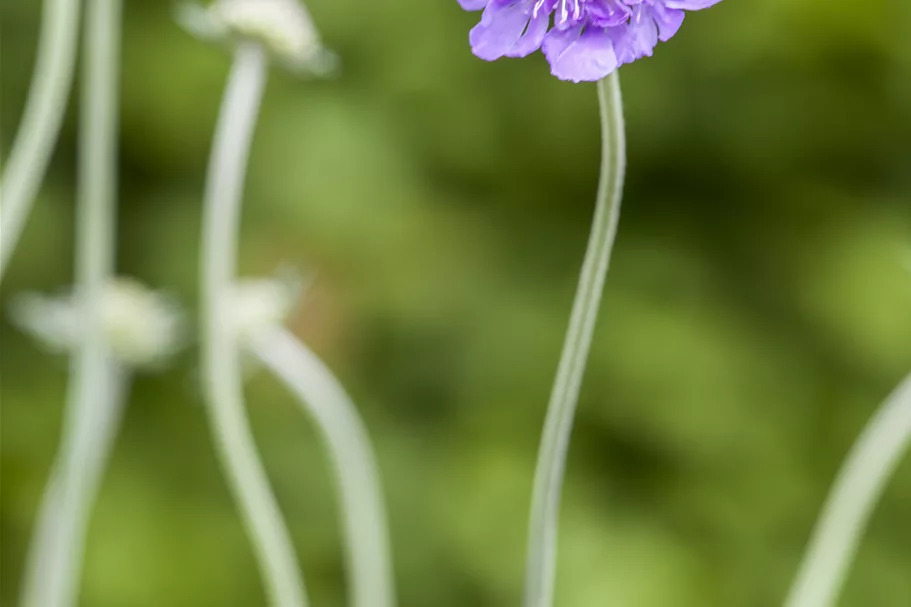 Scabiosa caucasica 'Perfecta'