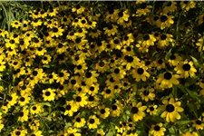 Rudbeckia triloba